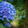 紫陽花