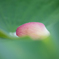 Of lotus