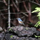 富士山探鳥その3