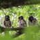 野間の大ケヤキ　アオバズク雛