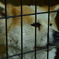 秋田県の秋田犬