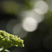 紫陽花はまだ早い