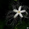 SUMMER NIGHT STAR