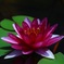 睡蓮花