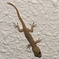 Gekkonidae@沖縄