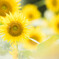 Sun　Flower