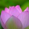 花弁の