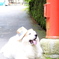rusk
