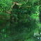 dense forest