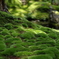 苔の階段