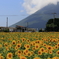 ひまわりに抱かれて～西大山