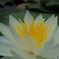 睡蓮の花