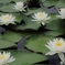 睡蓮の花