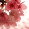 待ちわびてこそ、春