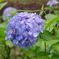 紫陽花