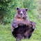 クマさん