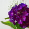 紫陽花
