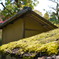 京都の春3