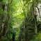spirit of the forest