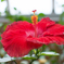 Hibiscus　勇敢