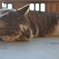 江の島にいた猫