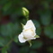 IMGP3148