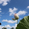 蓮の花