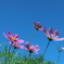 開花