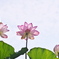 天上の花
