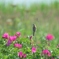 原生花園