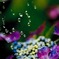 花宇宙