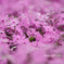 芝桜