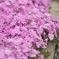 芝桜2