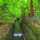 円山原始林