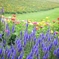 a path with flowers