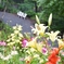 a beautiful path with lilies