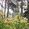 misty lily garden