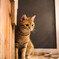 猫カフェ嬢　照れ屋さんｗ