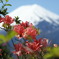 ツツジに富士山　～日本一を背負う～