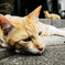 猫撮り散歩1184