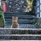 見おろすちゃん