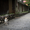 おっちゃんと猫