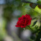 木陰の涼と赤い薔薇・・