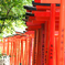 根津神社の千本鳥居