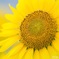 Shining sunflower Ⅱ