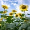 Shining sunflower Ⅲ