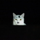 ちょびひげにゃんこ