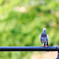 鳩とまる