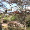 赤いアーチ橋（撮影：横山文徳(埼玉県)）
