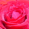Jewel Rose